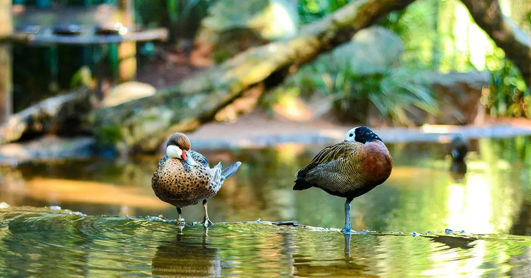 White-faced Whistling Ducks